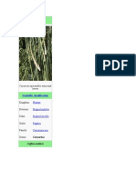 Casuarina: Scientific Classification