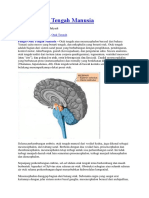 Fungsi Otak Tengah Manusia