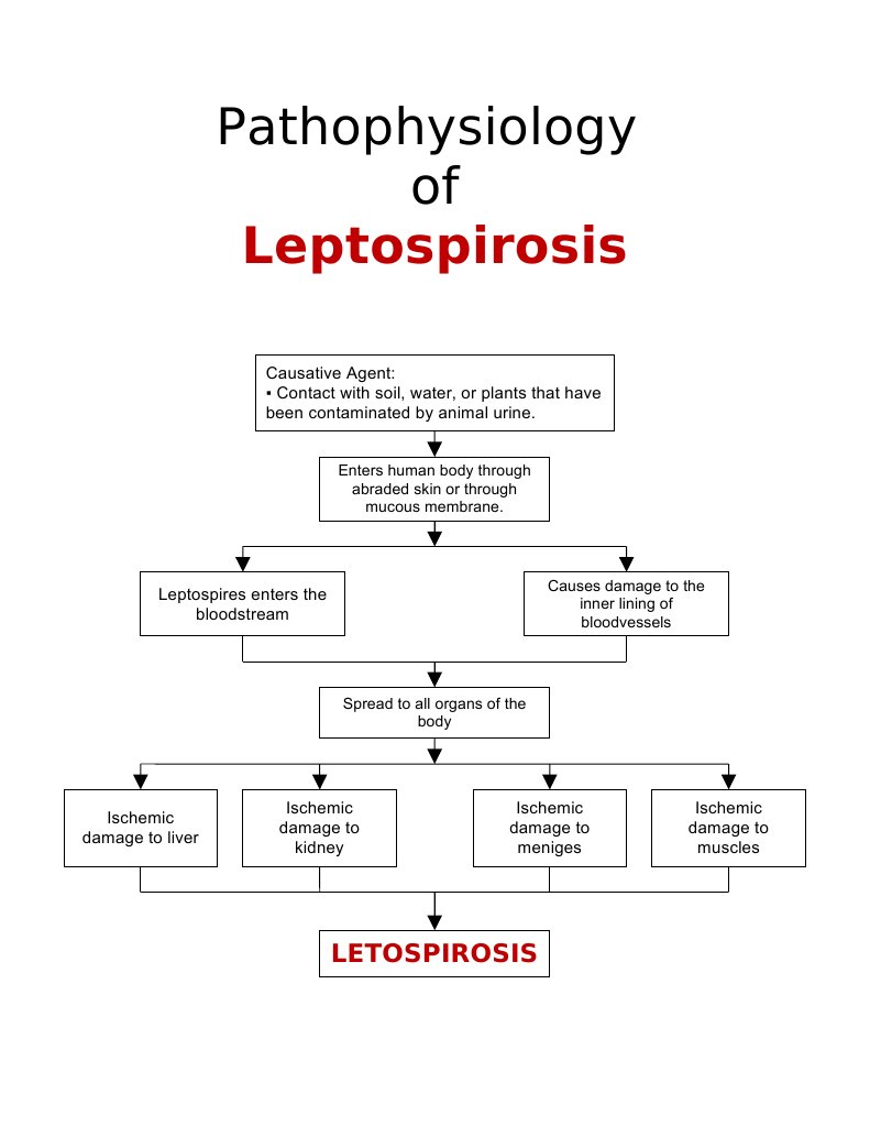 Pathophysiology of: Leptospirosis