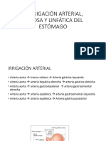 Irrigación Arterial, Venosa Y Linfática Del Estómago