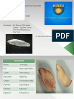 Fasciola Hepatica