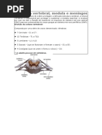 Coluna Vertebral