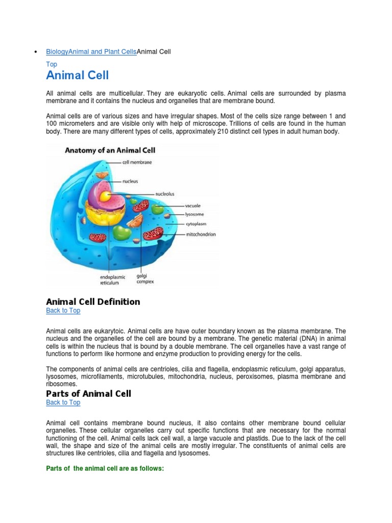 Animal and Plant Cells | PDF | Eukaryotes | Cell (Biology)