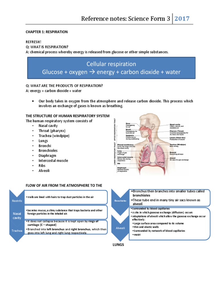 Cardiac blood flow a circulatory story case study answers image