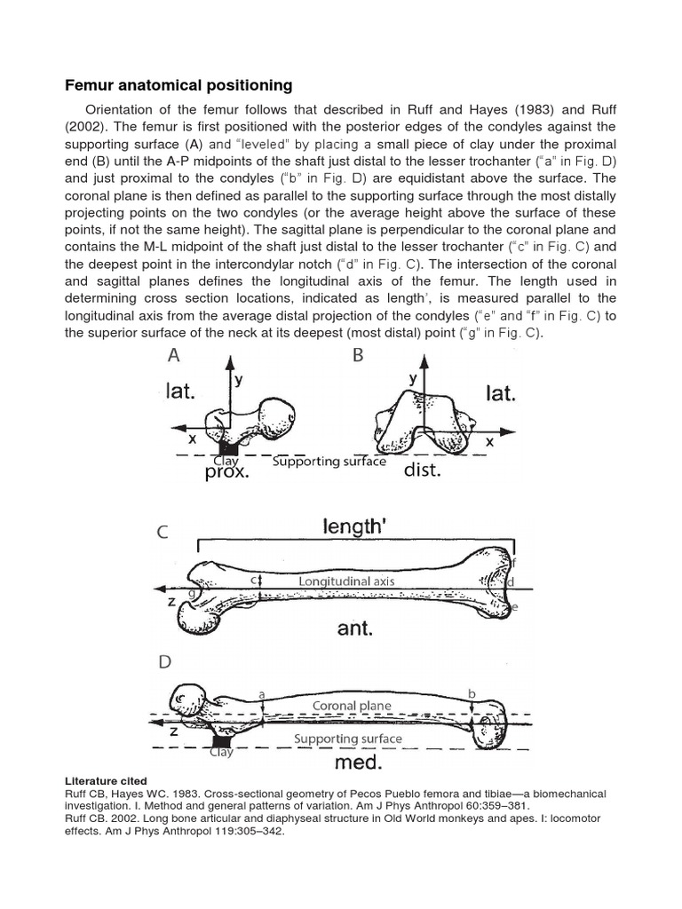 Femur Anatomical Positioning: Literature Cited | PDF