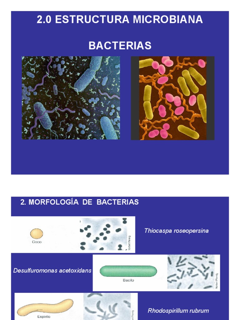 3bMorfologiaBacterias 26630 | PDF | Las bacterias | Procariota