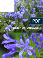 Asparagales FJD 2017
