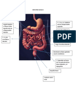 Intestino Grueso