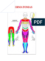 Cuadro de Dermatomas