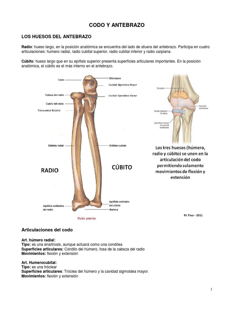 Articulaciones y movimientos del codo | PDF | Ciencia y matemáticas