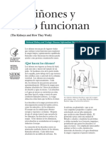 YourKidneys-SP 508 PDF