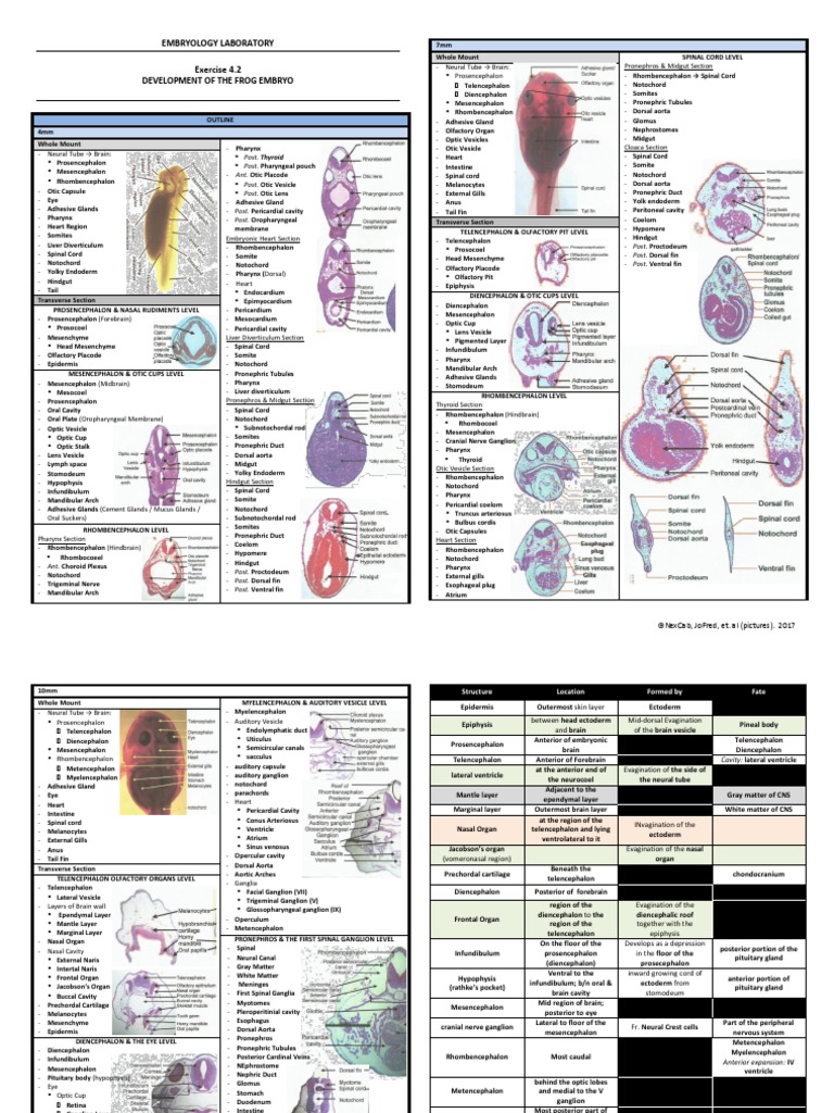 Ex4.2 Development of Frog Embryo | PDF | Cerebrum | Gastrointestinal Tract