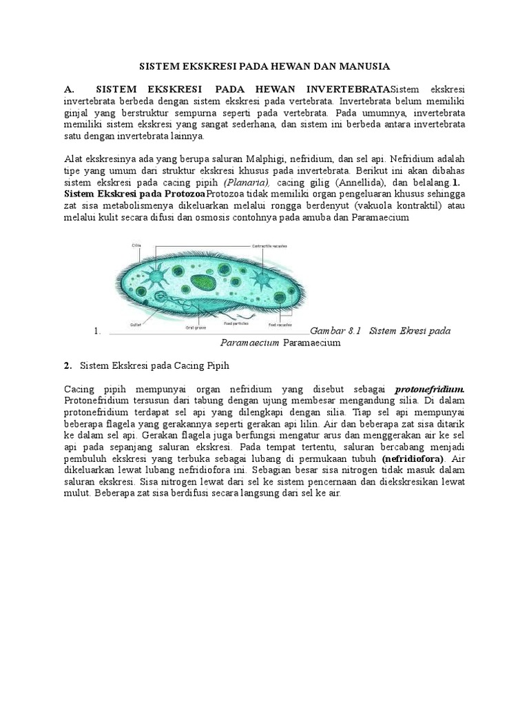Sistem  Ekskresi  Pada  Hewan  Dan  Manusia  Sistem  Ekskresi  Pada  Hewan  Dan  Manusia