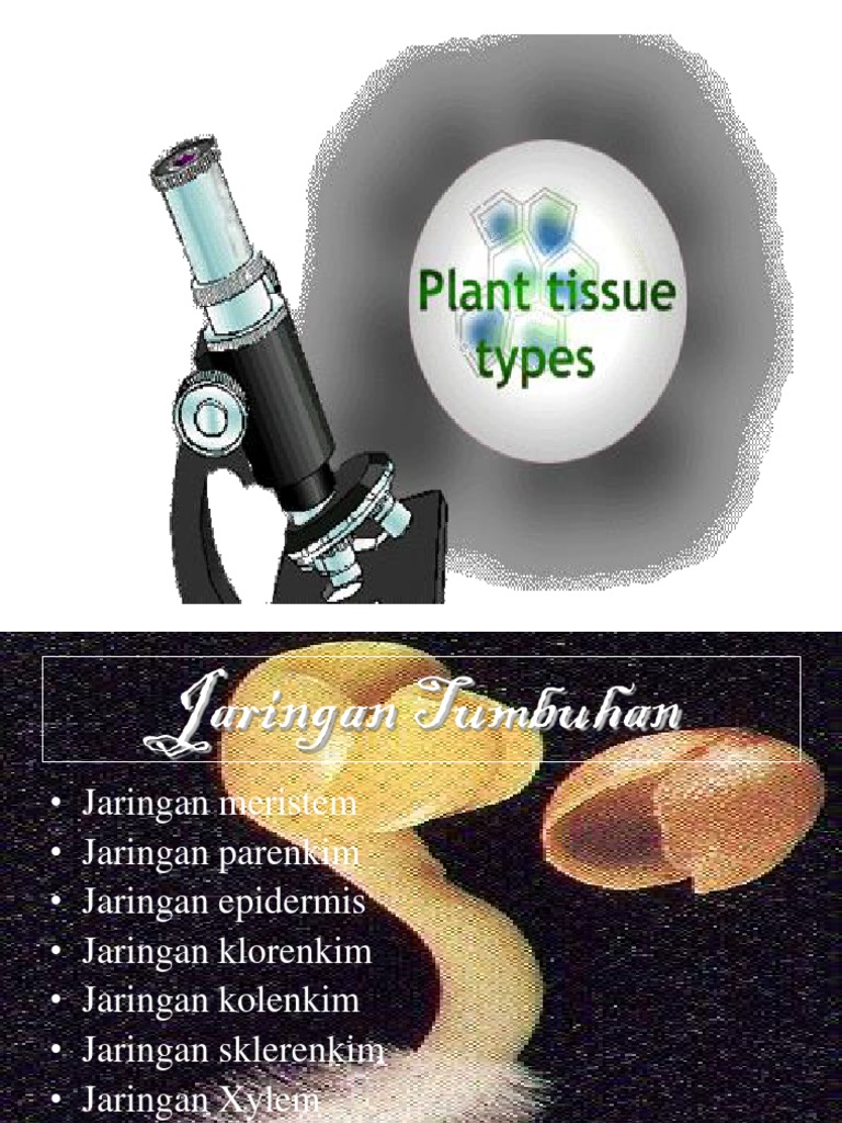 Materi Jaringan Tumbuhan | PDF