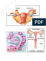 Ovario-Trompa Falopio