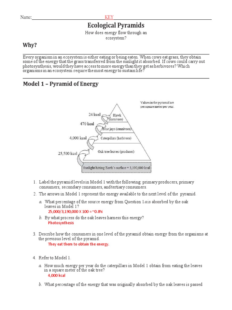Ecological Pyramids Pogil Key 20 PDF  PDF  Food Web  Ecosystem Pertaining To Ecological Pyramids Worksheet Answers