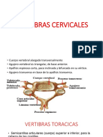 Vertebras Cervicales