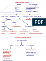 Flow Chart For Bacterial Identification