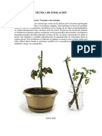 Técnicas e Instrucciones para La Clonación de Plantas