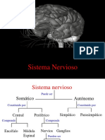  Sistema Nervioso