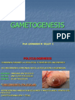 Gametogenesis