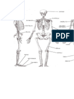 Sistema Musculo Esquelético Constituye Un Elemento de Sostén