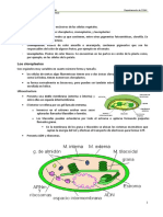 Cloroplastos PDF