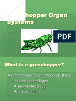 Lesson 11 - Grasshopper