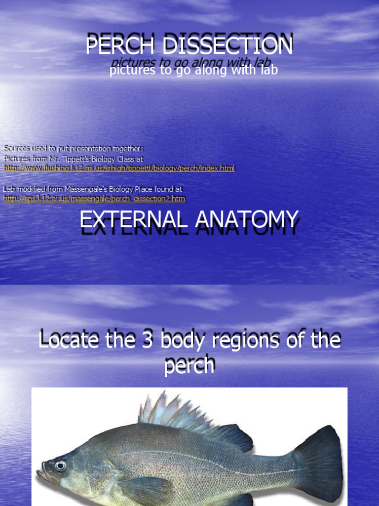 Lesson 9 Perch Dissection PDF