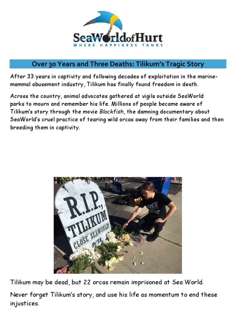 Over 30 Years and Three Deaths Tilikum's Tragic Story PDF Killer(00)