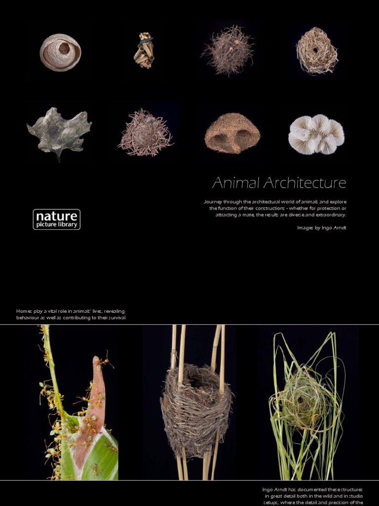 Animal Architecture Pdf Pdf