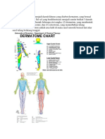 Pembagian Dermatome