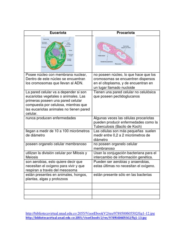 Comparativa de Células Eucariotas y Procariotas | PDF | Nucleo celular ...