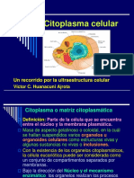 Citoplasma Celular 2008