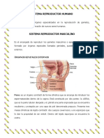 Sistema Reproductor Humano