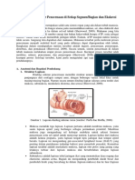 Empat Proses Dasar Pencernaan Di Setiap Segmen