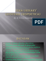 Systema Urinary