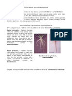 Monotiledona PDF