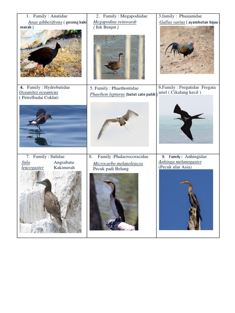 Burung Yang Berada Di Pulau Lombok