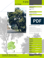 Acacia Amarilla PDF
