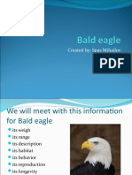 Bald Eagle