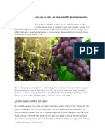 Aprende A Cultivar Uvas en Tu Casa