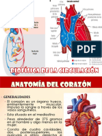 Biofisica de La Circulación