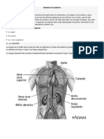 Sistema Circulatorio