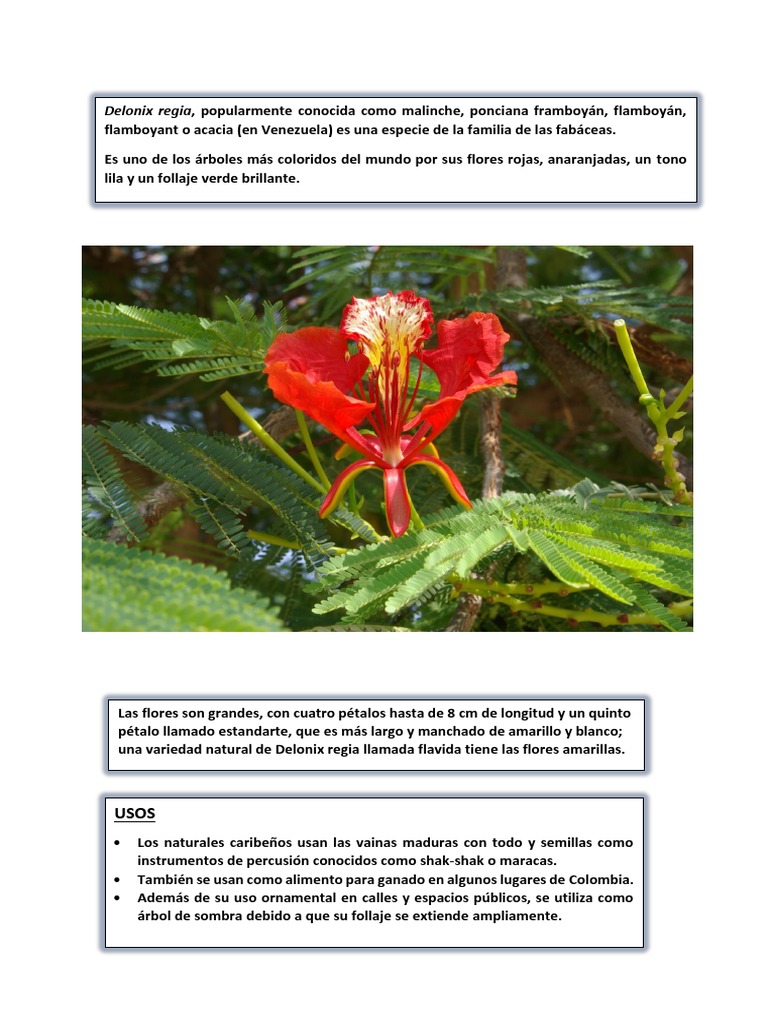 Delonix Regia - Ponciana  PDF  Botánica  Horticultura y jardinería