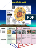 Pro y Eucariota