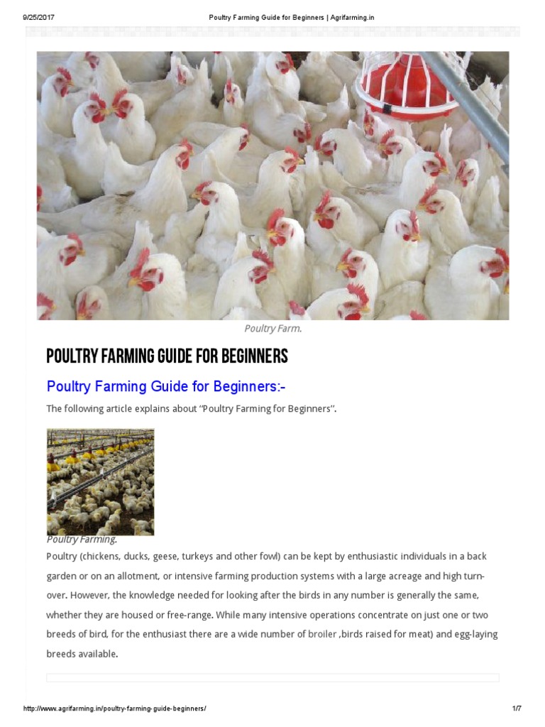 Poultry Farming Guide for Beginners | PDF | Poultry Farming | Poultry