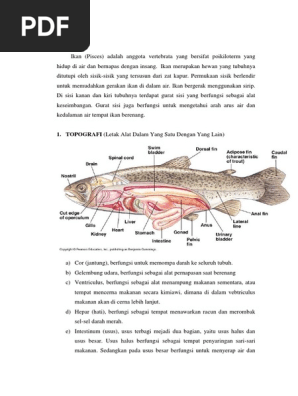 Topografi Ikan Pdf