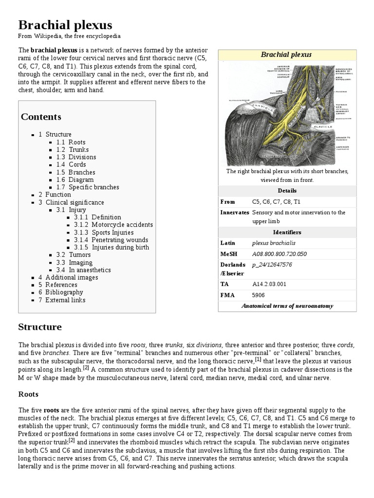 Brachial Plexus | PDF | Arm | Limbs (Anatomy)