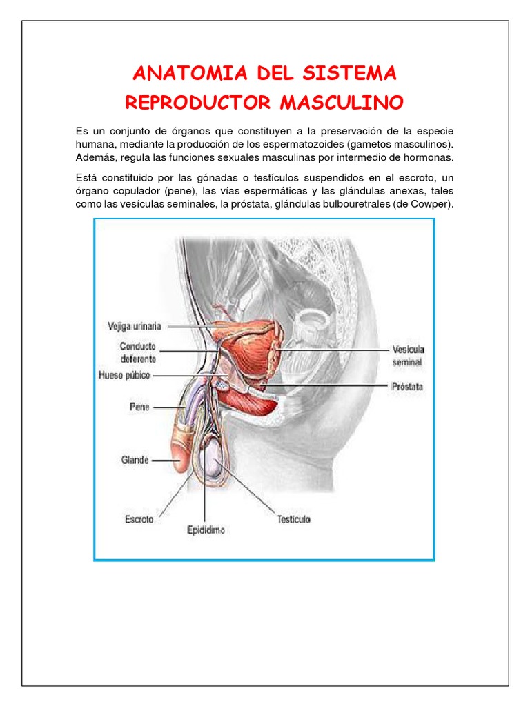 Anatomia Del Sistema Reproductor Masculino Trabajo Original (1)